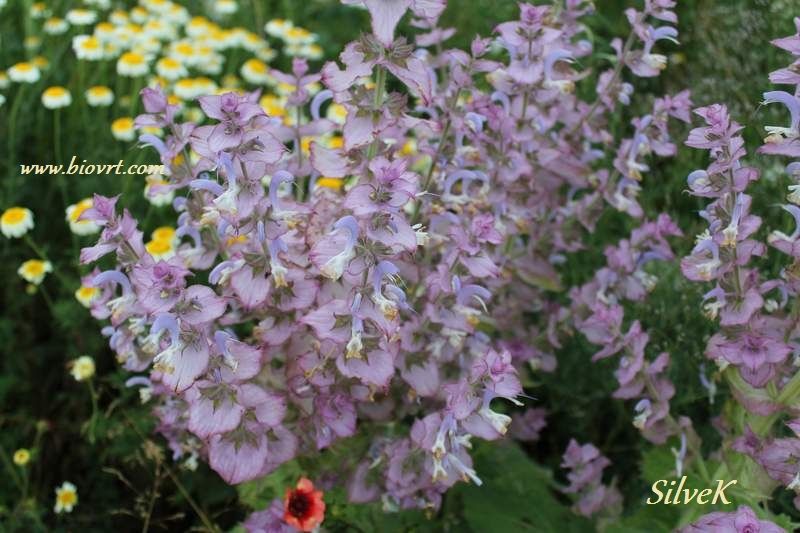 salvia_sclarea