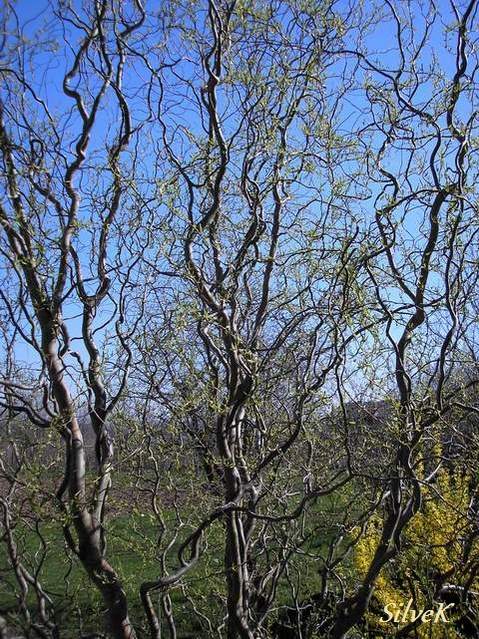 spiralna vrba - Salix matsudana Tortuosa (1) - potpis