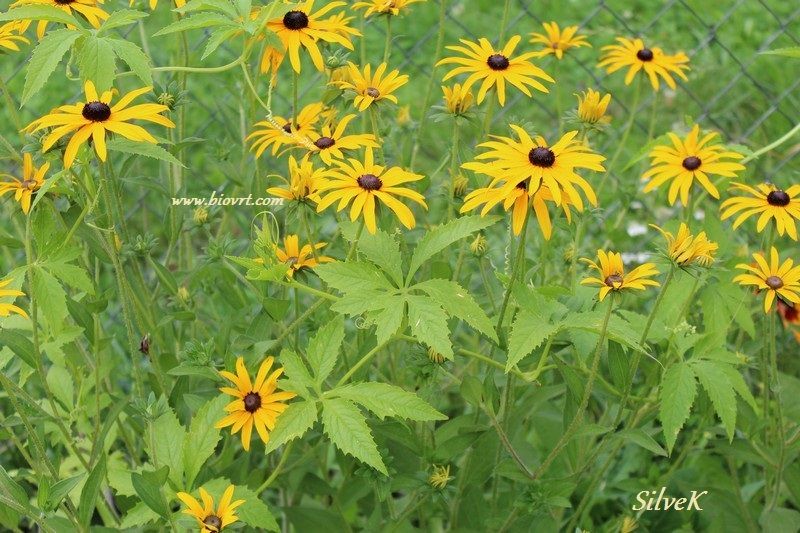 05082014 rudbeckia i divlji krastavac