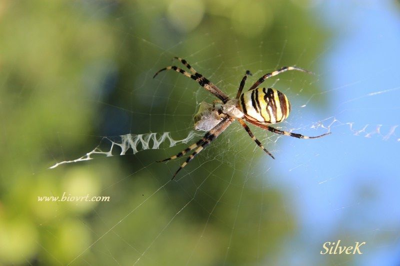 11082016 osoliki pauk