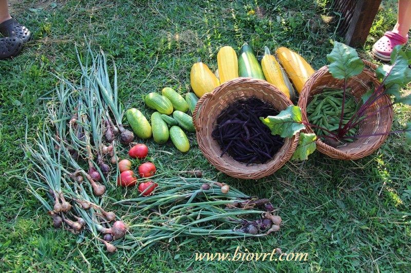 berbe skolski vrt 1
