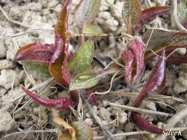 echinacea purpurea (1) echinacea purpurea 1