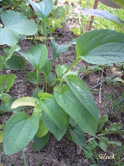echinacea purpurea (6) echinacea purpurea 61