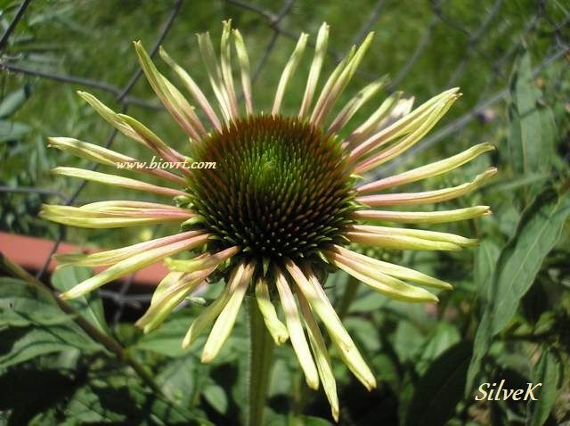 echinacea purpurea (8) echinacea purpurea 8