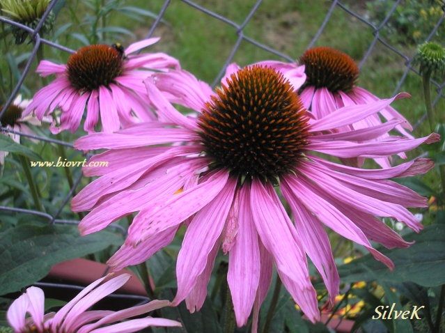 echinacea purpurea echinacea purpurea1
