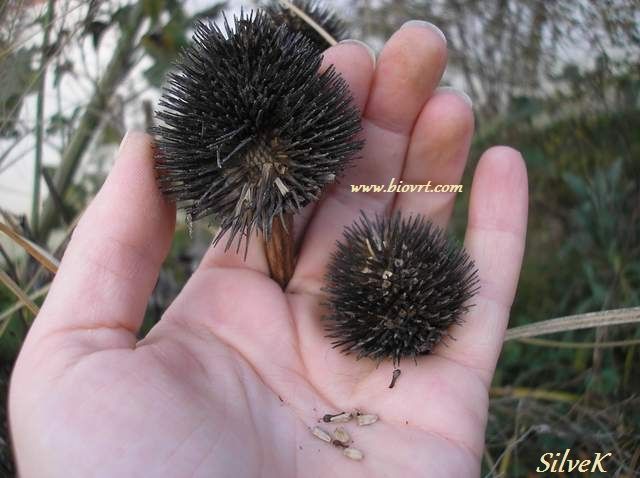 echinacea sjeme, echinacea sjeme1