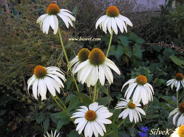 echinacea white (2) echinacea white 21