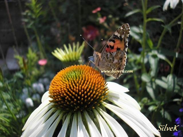 echinacea white (3) echinacea white 3