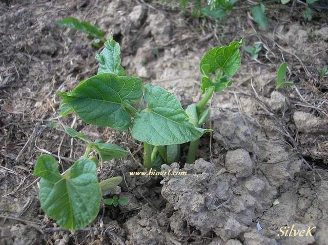 Grah-Phaseolus-vulgaris grah 2