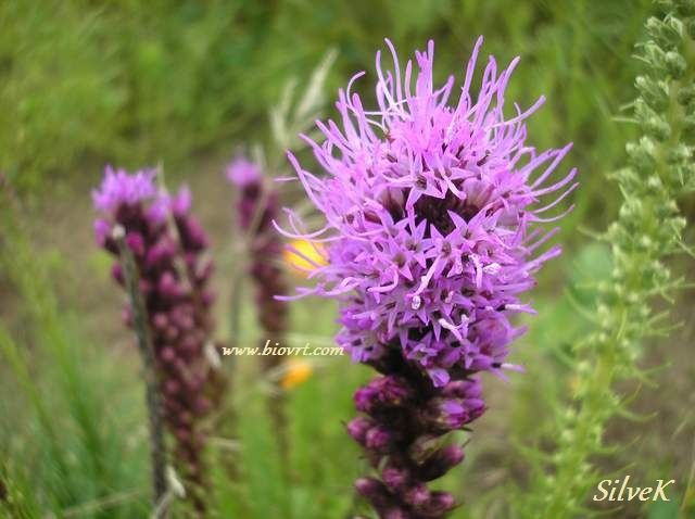 liatris spicata 1