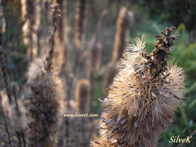 liatris spicata 2