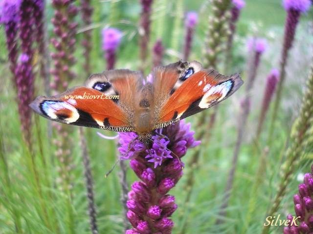liatris spicata 3
