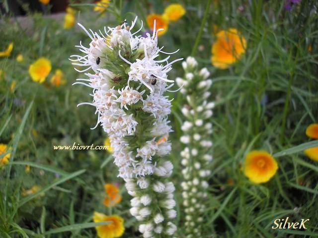liatris spicata 4