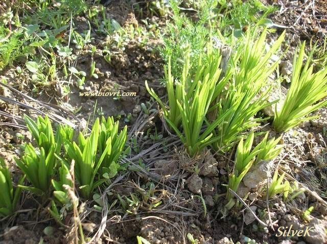liatris spicata 5
