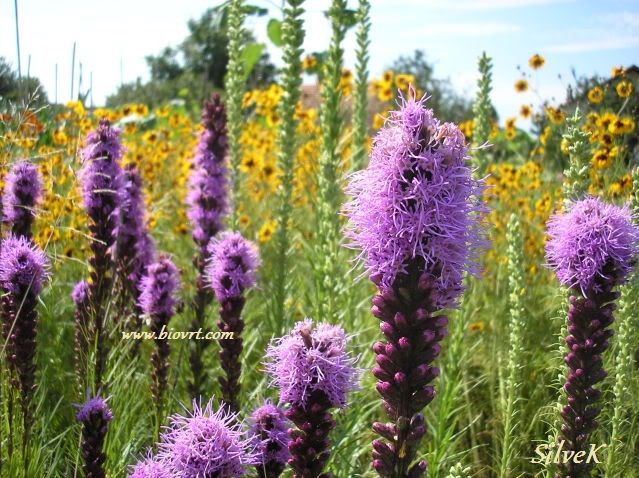 liatris spicata 7