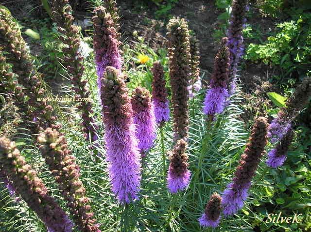 liatris spicata 9