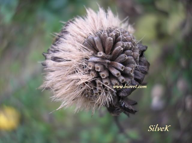 ljetni zvjezdan callistephus chinensis 1