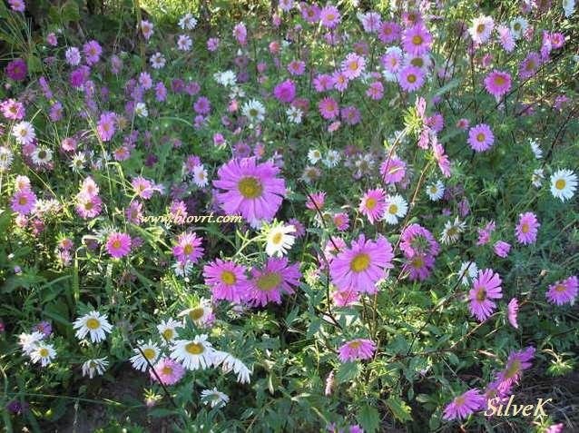 ljetni zvjezdan callistephus chinensis 11