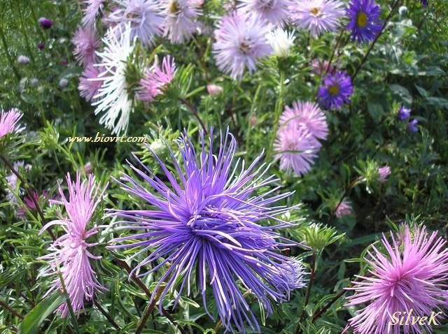 ljetni zvjezdan callistephus chinensis 12