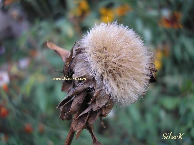 ljetni zvjezdan callistephus chinensis 2