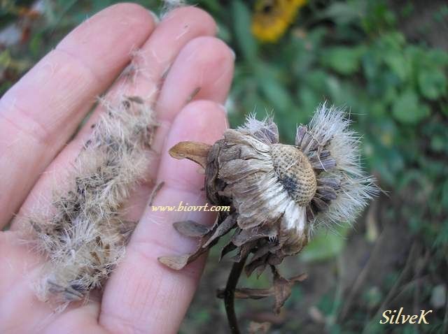 ljetni zvjezdan callistephus chinensis 3