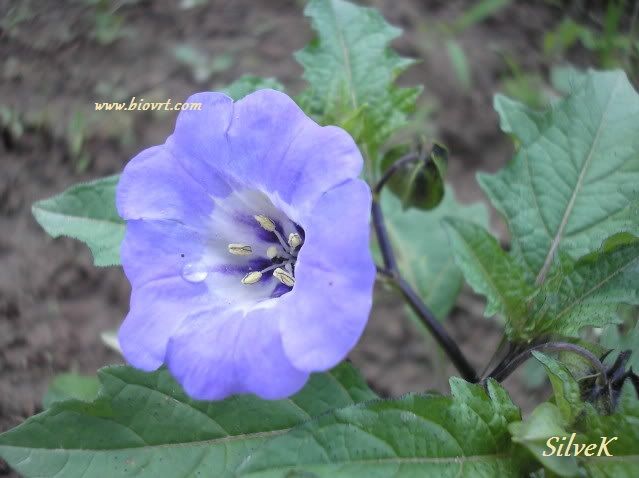 nicandra physalodes 1