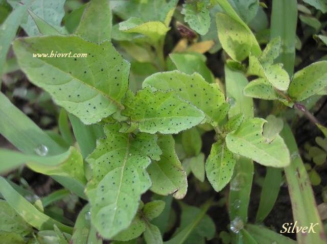 nicandra physalodes 6