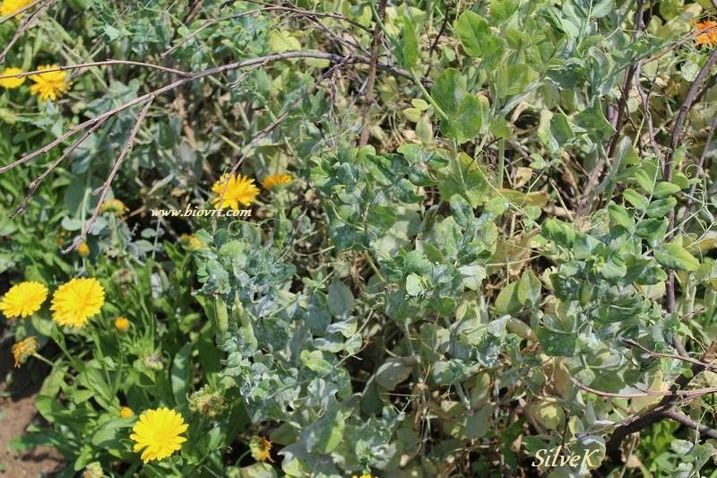 pepelnica na grašku