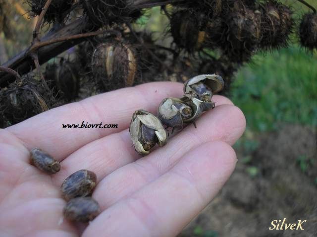 ricinus sjeme (1) ricinus sjeme 1