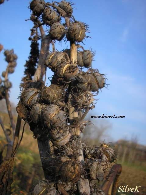 ricinus sjeme (2) ricinus sjeme 2
