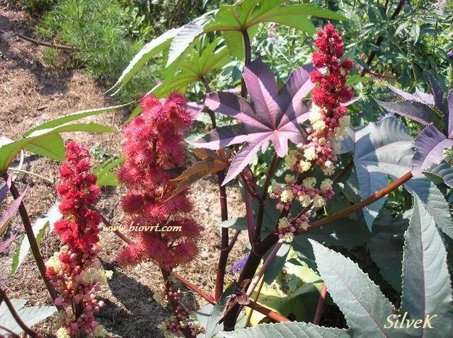 ricinus crveni ricinus crveni