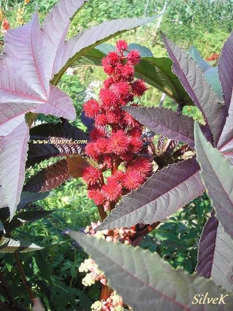 ricinus crveni ricinus crveni 2