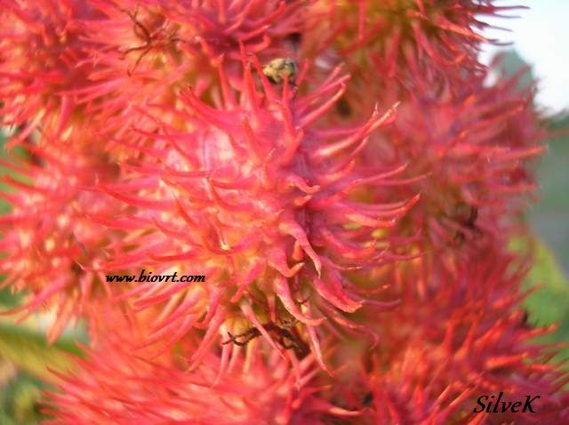 ricinus crveni 2 ricinus crveni 3