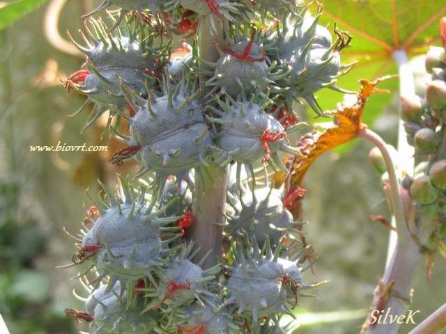 ricinus plavi ricinus plavi 2