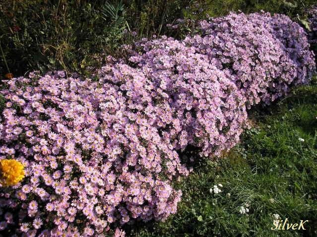 aster (7) - njuskalo